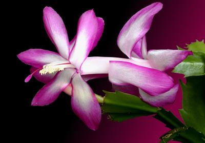 Schlumbergera trunct